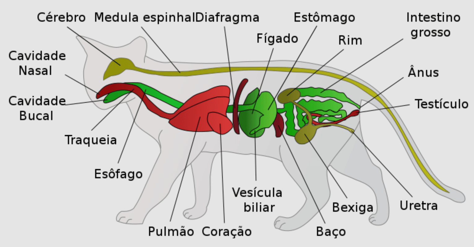 https://commons.wikimedia.org/wiki/User:Surachit Attributed to Surachit. Senior Cat Anatomy chart